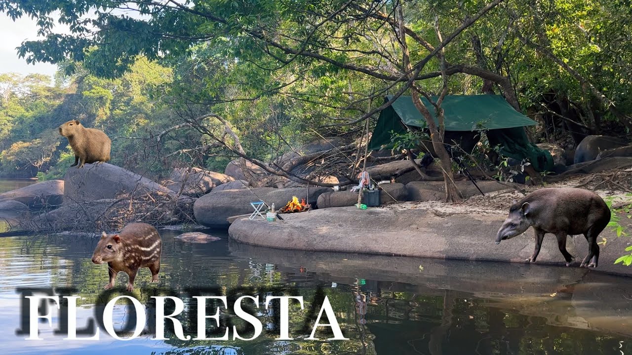 TEM muitos ANIMAIS aqui, ACAMPAMENTO próximo a uma RESERVA, PACAS, CAPIVARAS, MACACOS, ANTA