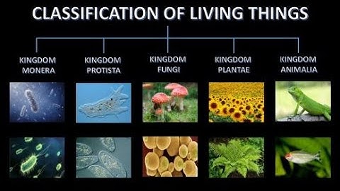 The Classification of Living Things: Understanding Life