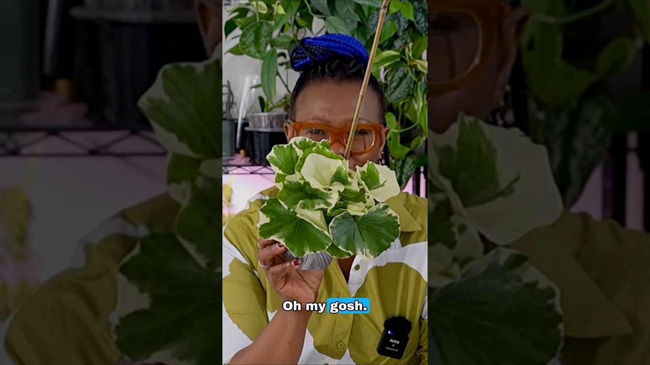 Matching Plants to the Right Semi-Hydro Method #plantcare #hydroponics #gardening