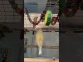 Shortsvideo Birds Pets Cute Shortsvideo Birds Pets Cute