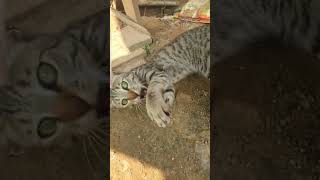 cat playing #funny #cat