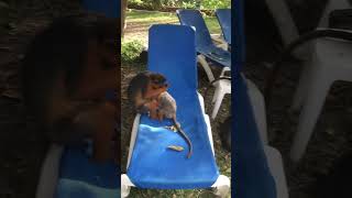 Monkey Business at the  Senegambia Beach Hotel