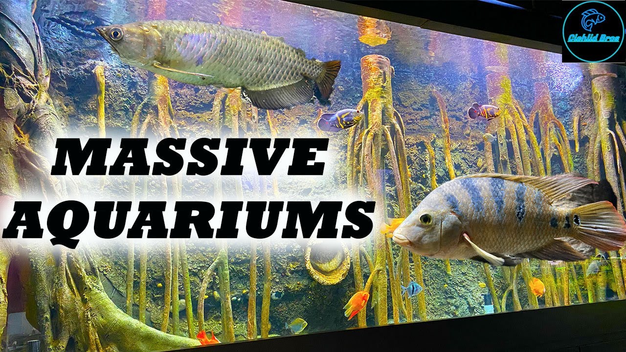 Local Fish Store Tour Aquarium Adventure (Huge Aquariums!) YouTube