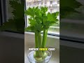 “Hidroponia desde cero: cómo cultivar alimentos sin tierra, ahorrar en comida