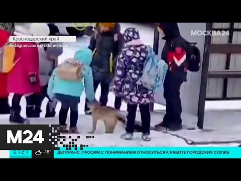 На Кубани школьники организовали спасательную операцию по согреванию щенка - Москва 24
