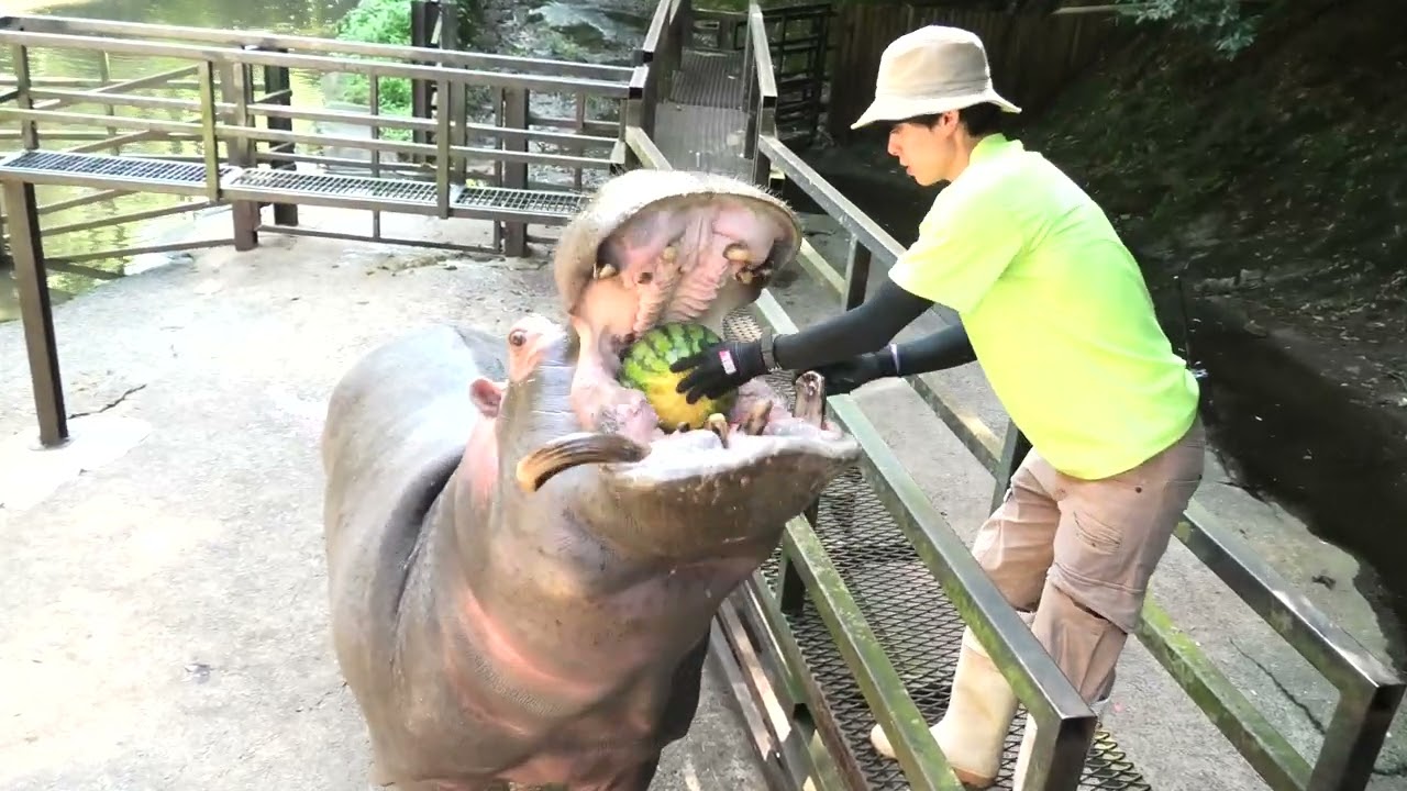カバの スイカ 丸ごと がぶり 迫力満点www 長崎バイオパーク 2022/7