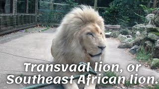 Transvaal lion, or Southeast African lion.