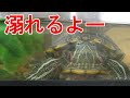 【クサガメ・ミドリガメ】獣医師が教える亀さんが溺れる理由