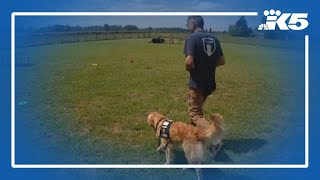 DOGE cuts threaten a service dog program for veterans, people with disabilities