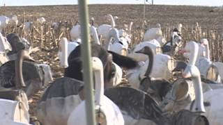 Missouri snow goose hunting, Learning to fly Missouri snow goose hunting, Learning to fly