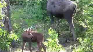 Match Highlights moose at breakfast