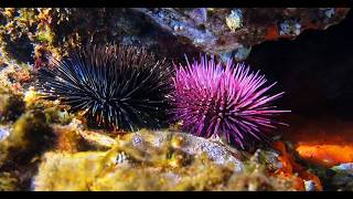 You Won’t Believe These Sea Urchin Secrets!