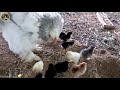 BRAHMA mother hen / Mama Brahma hen / Cute chicks / Κλωσσα μπραχμα / Freddy Farm