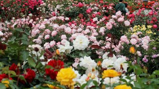 春バラが見頃