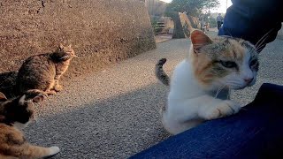 どうしても膝の上に乗りたい三毛猫
