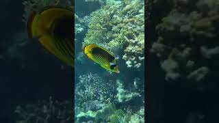 Подводный мир Египет, Шарм-Эль-Шейх, Красное море, Шаркс бэй 2022. Sharm-El-Sheikh, Red sea world