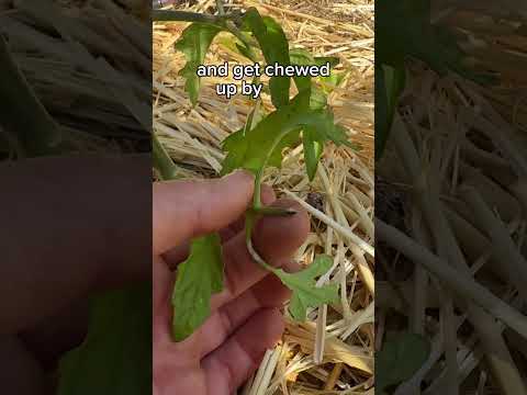 Video: Pomidorų lapų pjovimas: sužinokite, kaip nupjauti pomidorų augalus