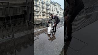 Tried to help an anxious swan find her way back to the water🤍🦢