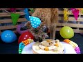 靈靈狗 生日蛋糕輪盤 寵物桌遊 益智玩具 互動遊戲 product youtube thumbnail