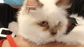 Celebrity PROJECT SIDETRIP: Feline in the City Profile