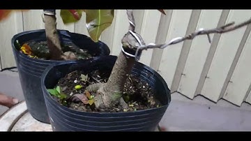 Giao lưu mai cúc thọ hương và đại lộc ngày 08,02,2022 ĐT 0977329080 hiền