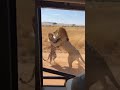 LION VS LEOPARD OVER CALF! MOM'S DEFENSE! #표범공격 #사자대표범 #사바나혼돈 #야생동물전투 #사파리비상 #포식자충돌