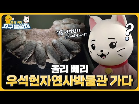 책에서만 보던 지질시대의 🪨화석들이 모여있는 우석헌자연사박물관 / <strong>올리</strong> 베리 지구탐험대