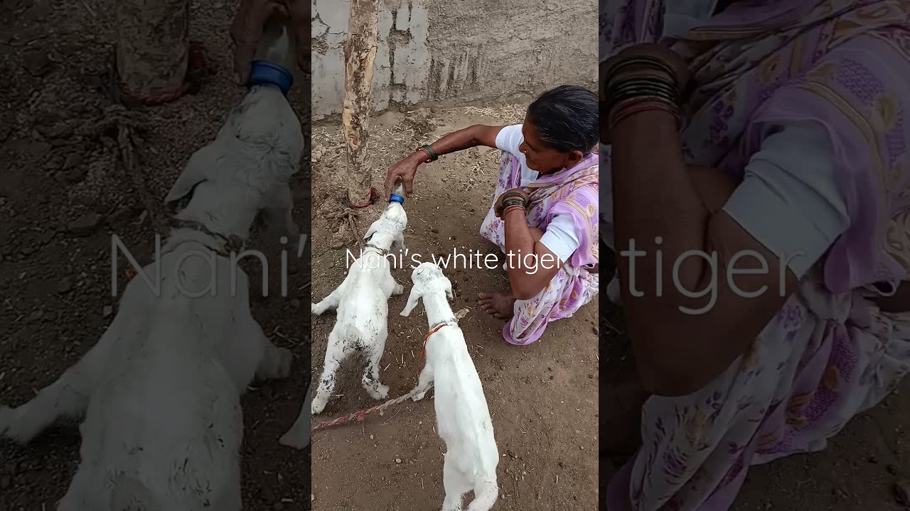 my nani maa@ village lify ❤️