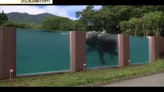 В японском сафари-парке построили первый бассейн для слонов