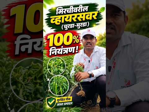 मिरचीवरील व्हायरस वर (चुरडा-मुरडा) 100% नियंत्रण ! | Virus Control
