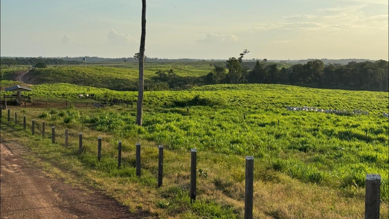 FAZENDA 500 HECTARES DE CAPIM Á VENDA EM CONCÓRDIA PARÁ