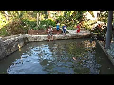 mancing-mania-ikan-gurame-#4