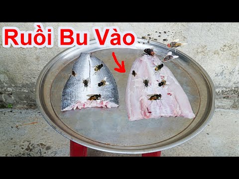 Video Cách Phơi Cá Khô Mà RUỒI Không Bao Giờ Dám Bu Vào /... - youtube
