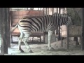 Zebra✅Equus burchellii🦄Зебра