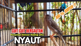 Kenari gacor CUIT CUIT untuk PANCINGAN KENARI AGAR NYAUT bikin BURUNG KENARI NGEROL PANJANG