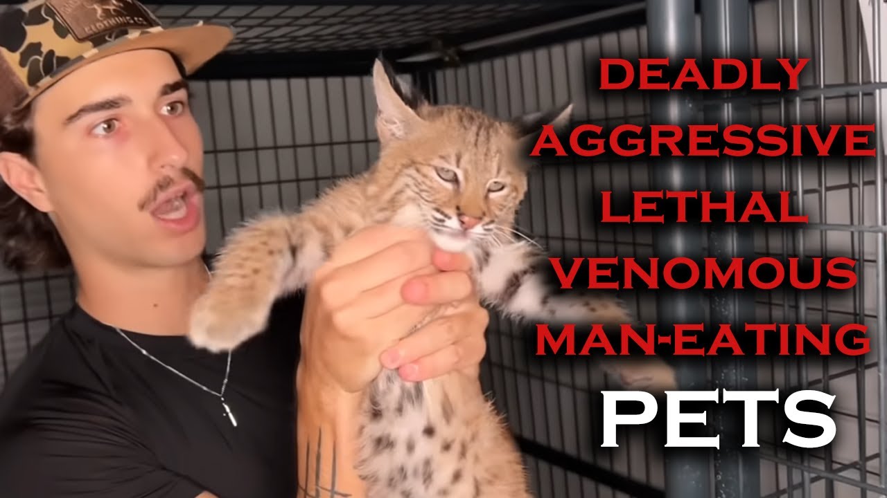 Другой канал решил использовать животных для увеличения просмотров, о боже