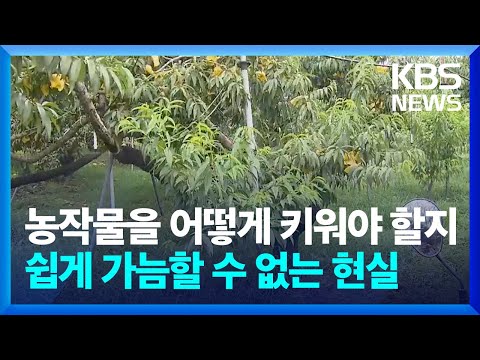 농작물을 어떻게 키워야 할지 쉽게 가늠할 수 없는 현실 / KBS  2024.08.10.