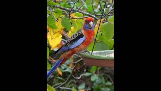 Adelaide Rosella in Autumn | A Beautiful Visitor to the Bird Feeder 🍂🦜