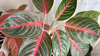 Salon Çiçeklerim Aglonema 05066598226