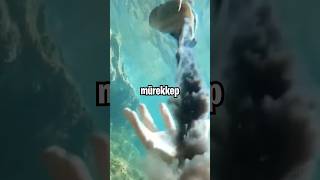 Mürekkep Balıklı Makarna