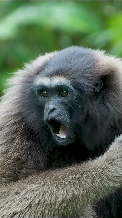 Panggilan Siamang Perak #celana pendek #pendek