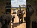 Elephant Sound Giant African Elephant Scares Off Safari Vehicle Full Of Tourists Elephant 
