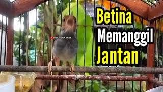 PRENJAK BETINA Gacor Istimewa Suara Jernih Memanggil PRENJAK JANTAN Cocok buat Masteran.