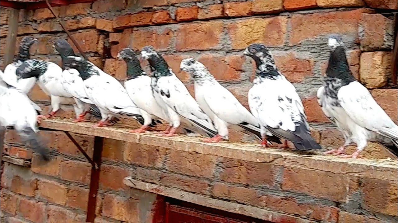 ماشاء اللہ دوستوں 30 عدد ینگ پٹھیاں پٹھے بریڈر پلس پروازی فار سیل فیصل اباد رابطہ نمبر03066090245