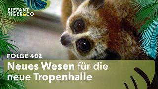 Erstes Plumplori für den Zoo Leipzig (Folge 402) | Elefant, Tiger & Co. | MDR