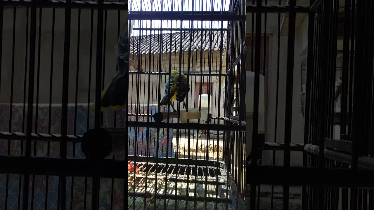 Burung Kepodang Emas Gacor Bunyi Jokowi Jokowi Youtube