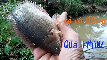 Câu cá rô ruộng.trúng ổ trê vàng .điểm này nhiều trê vàng lắm #youtube câu cá hóc môn