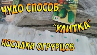 Чудо способ вырастить рассаду огурцов(, 2016-05-31T17:52:35.000Z)