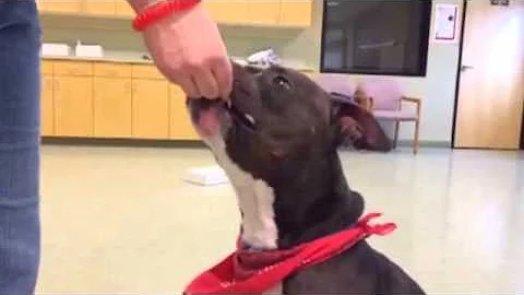 Duke the American Staffordshire Terrier