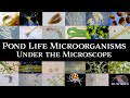 Microscopic Organisms in a Drop of Pond Water - Complete Collection